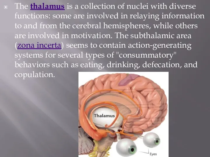 The thalamus is a collection of nuclei with diverse functions: some are