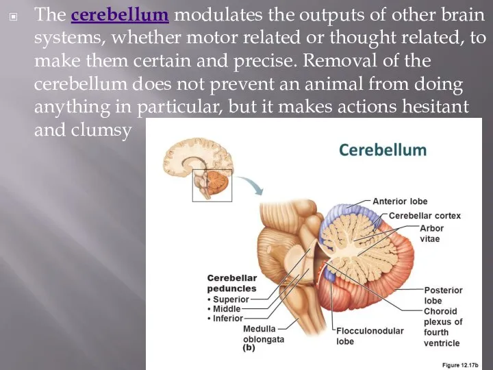 The cerebellum modulates the outputs of other brain systems, whether motor related