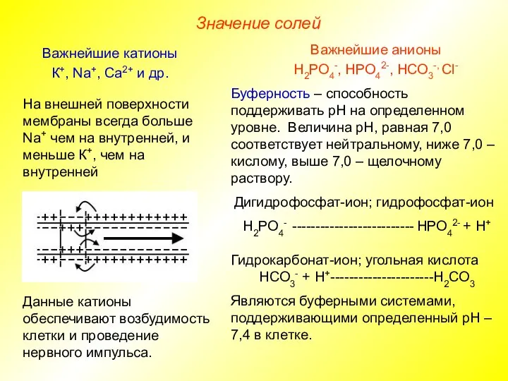 Значение солей Важнейшие анионы Н2РО4-, НРО42-, НСО3-, Сl- Важнейшие катионы К+, Na+,