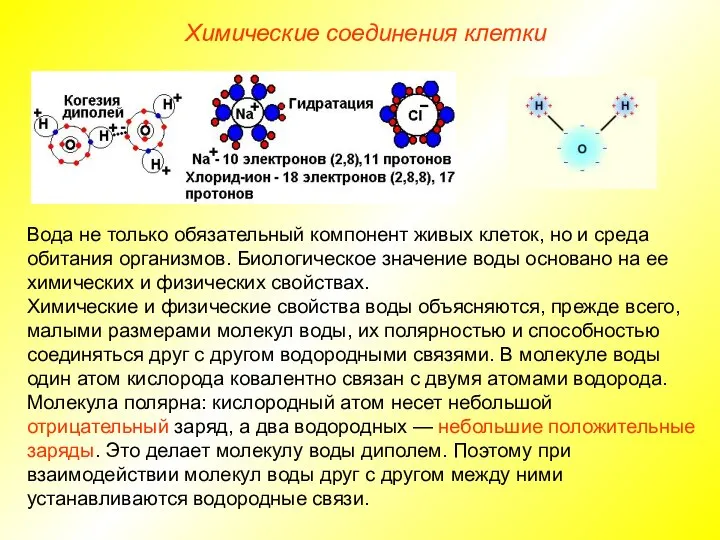 Химические соединения клетки Вода не только обязательный компонент живых клеток, но и