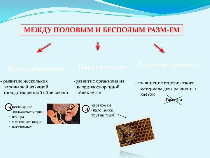 МЕЖДУ ПОЛОВЫМ И БЕСПОЛЫМ РАЗМ-ЕМ Полиэмбриония Партеногенез Половой процесс развитие нескольких зародышей