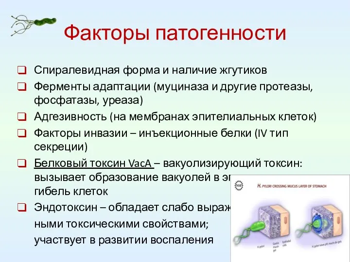 Факторы патогенности Спиралевидная форма и наличие жгутиков Ферменты адаптации (муциназа и другие