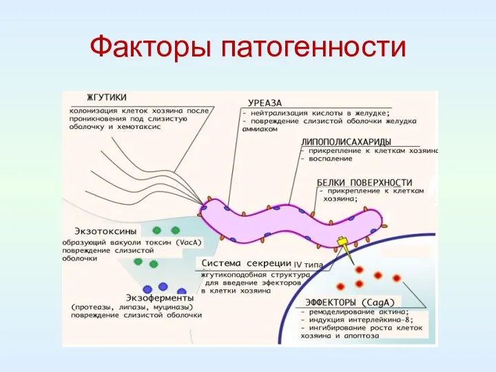 Факторы патогенности