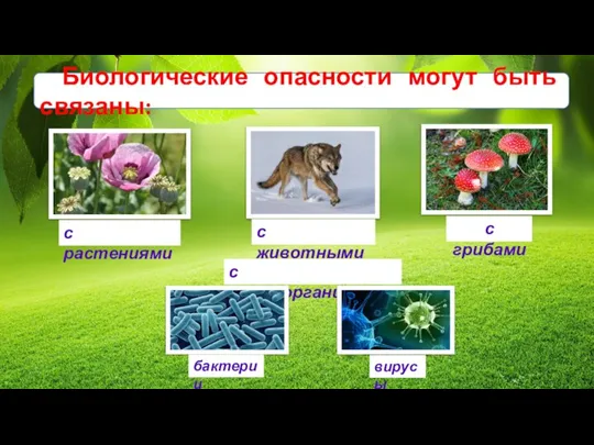 Биологические опасности могут быть связаны: с растениями с животными с грибами с микроорганизмами бактерии вирусы