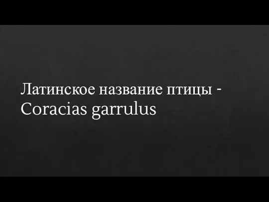 Латинское название птицы - Coracias garrulus