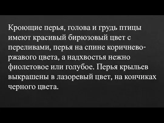 Кроющие перья, голова и грудь птицы имеют красивый бирюзовый цвет с переливами,