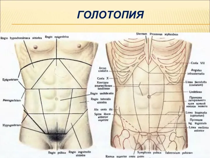 ГОЛОТОПИЯ