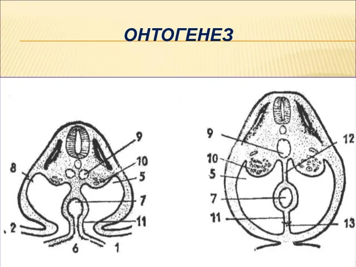 ОНТОГЕНЕЗ