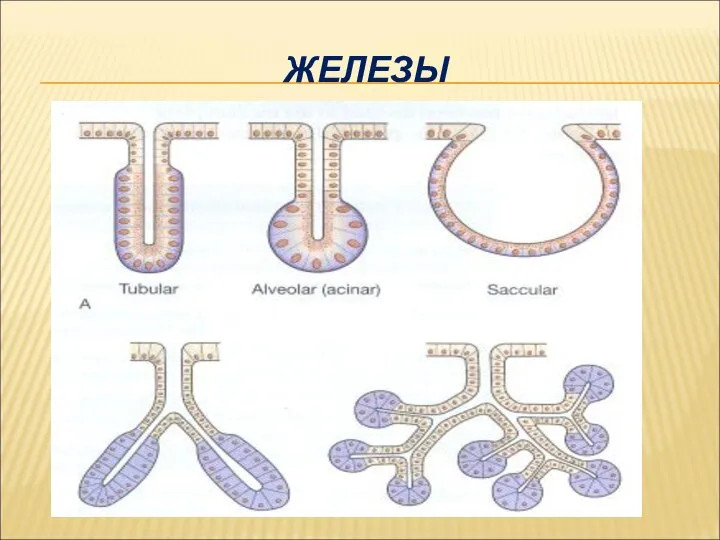 ЖЕЛЕЗЫ