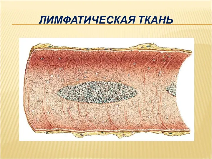 ЛИМФАТИЧЕСКАЯ ТКАНЬ