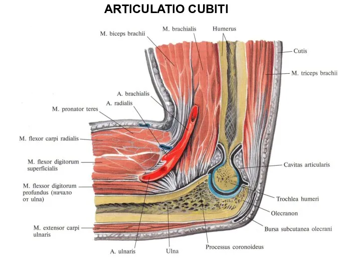 ARTICULATIO CUBITI