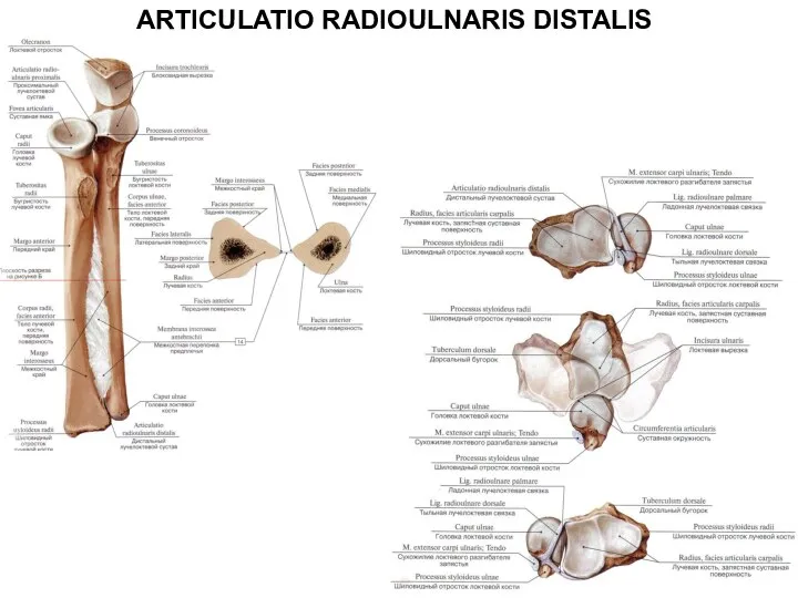 ARTICULATIO RADIOULNARIS DISTALIS