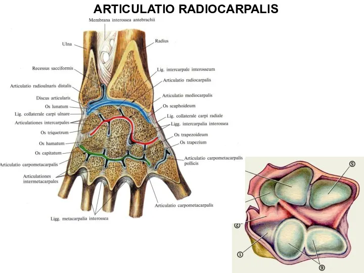 ARTICULATIO RADIOCARPALIS