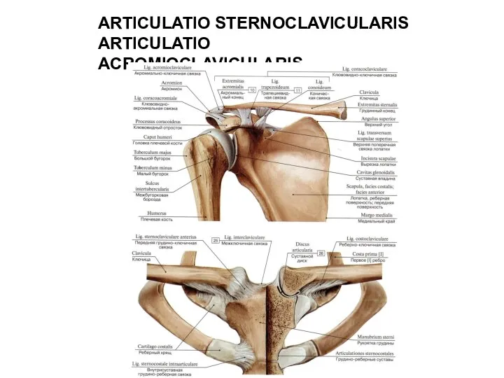 ARTICULATIO STERNOCLAVICULARIS ARTICULATIO ACROMIOCLAVICULARIS