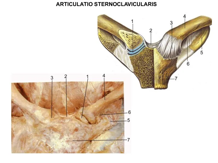 ARTICULATIO STERNOCLAVICULARIS