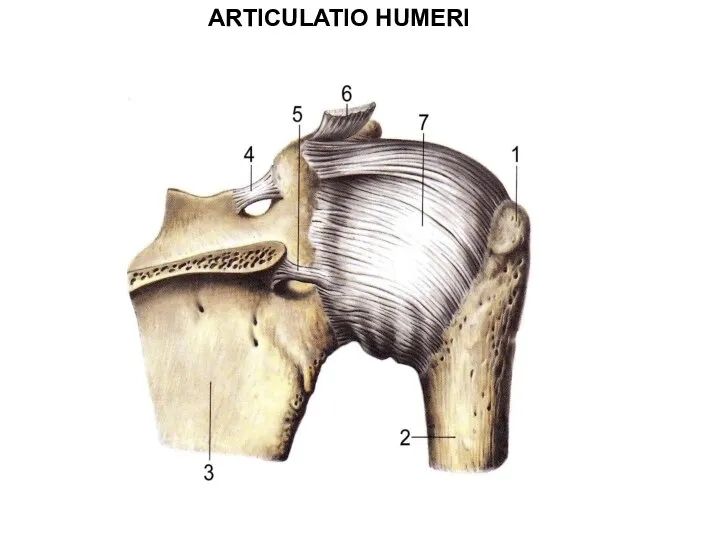 ARTICULATIO HUMERI