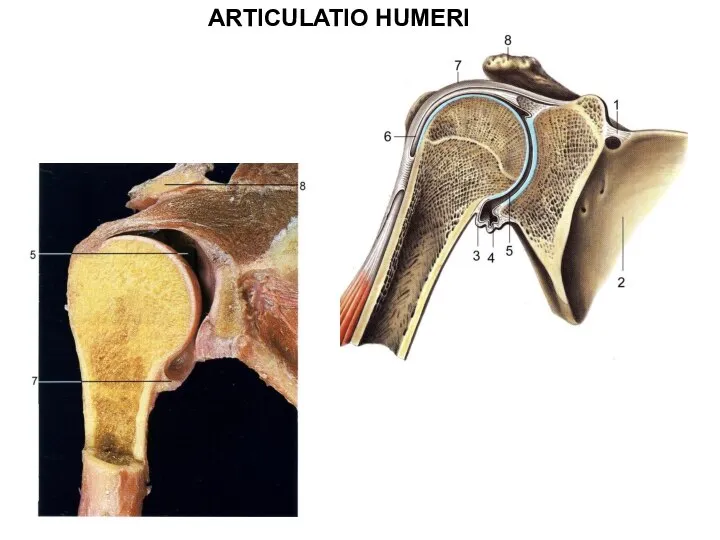 ARTICULATIO HUMERI