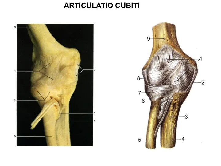 ARTICULATIO CUBITI