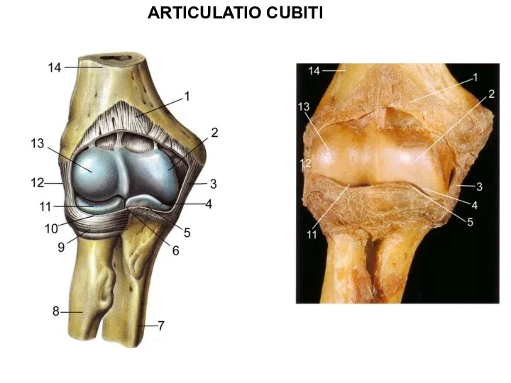 ARTICULATIO CUBITI