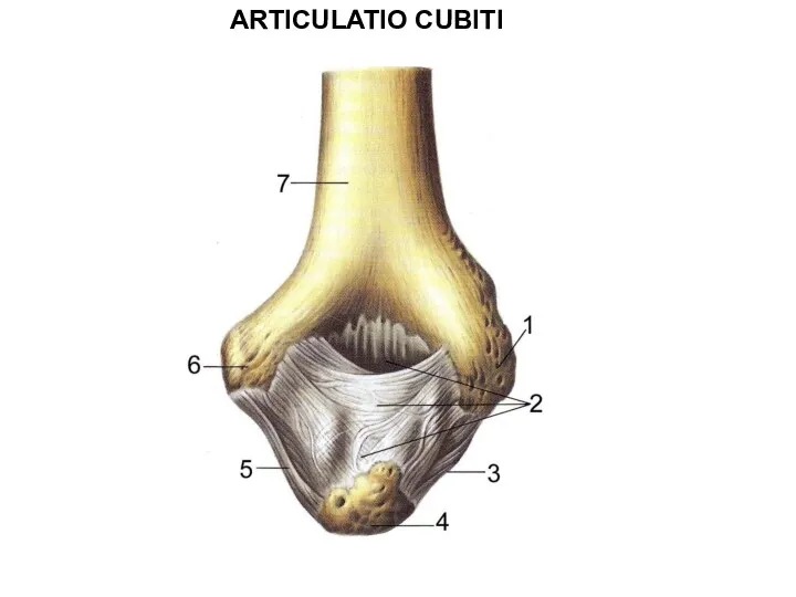 ARTICULATIO CUBITI