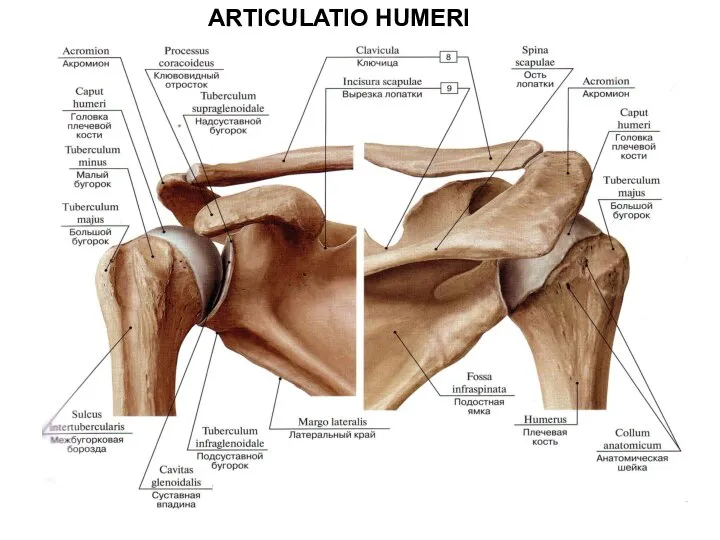 ARTICULATIO HUMERI