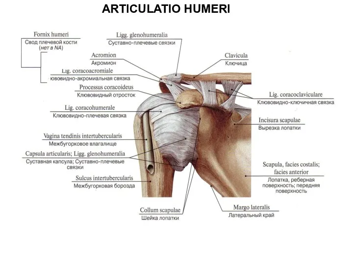 ARTICULATIO HUMERI