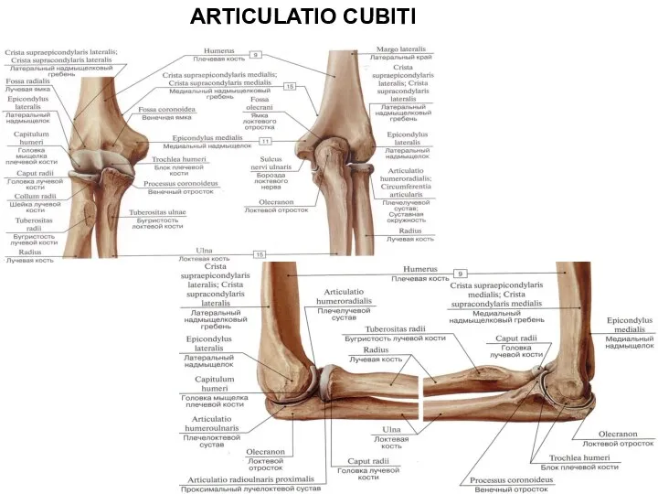 ARTICULATIO CUBITI