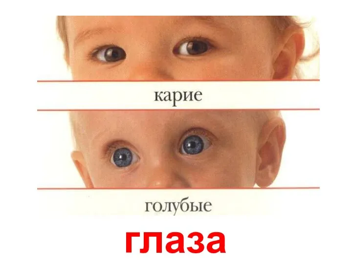 глаза Глаза.