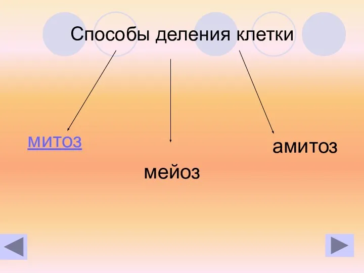 Способы деления клетки митоз амитоз мейоз