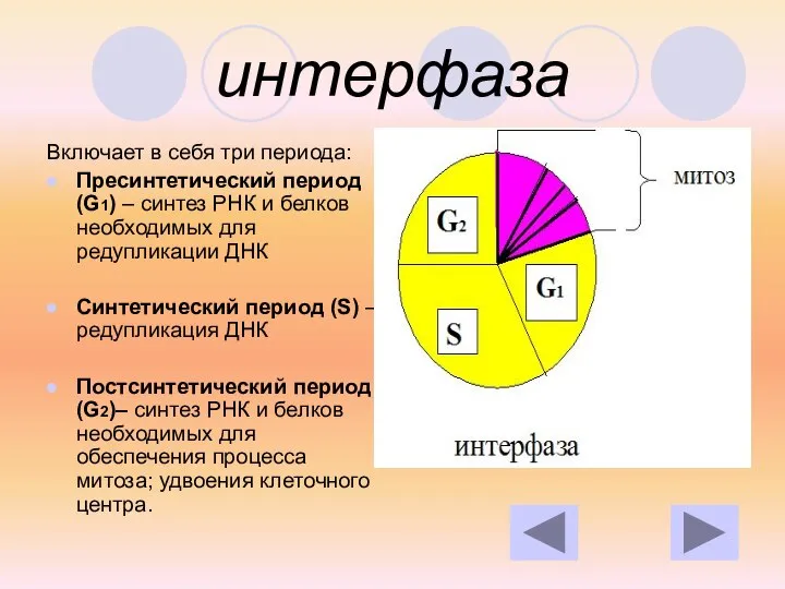 интерфаза Включает в себя три периода: Пресинтетический период (G1) – синтез РНК