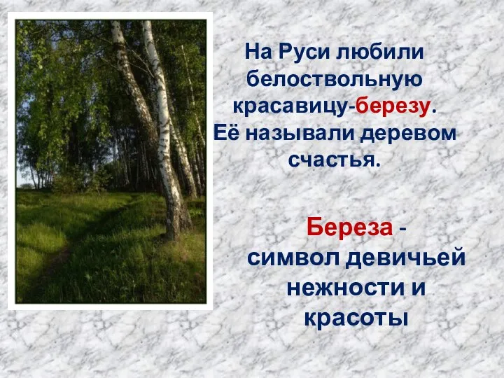 На Руси любили белоствольную красавицу-березу. Её называли деревом счастья. Береза - символ девичьей нежности и красоты