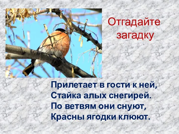 Отгадайте загадку Прилетает в гости к ней, Стайка алых снегирей. По ветвям