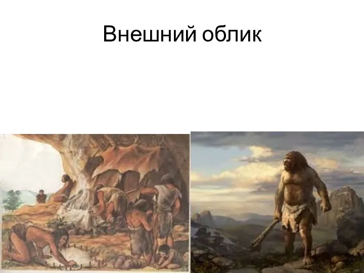 Внешний облик