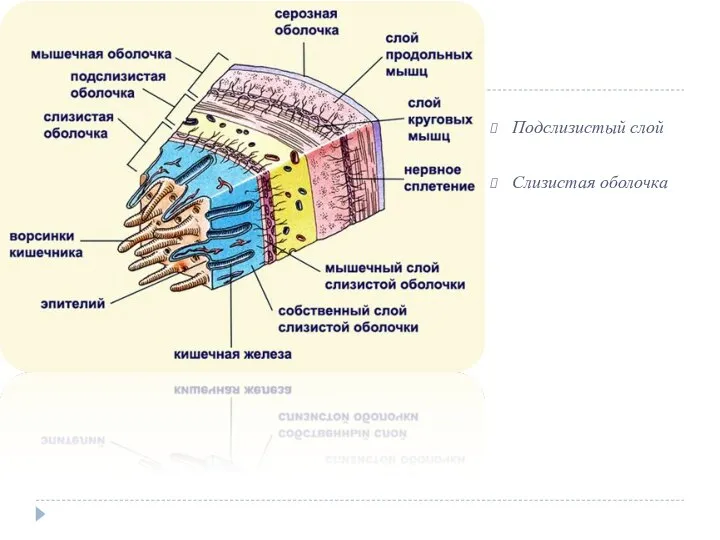 Подслизистый слой Слизистая оболочка