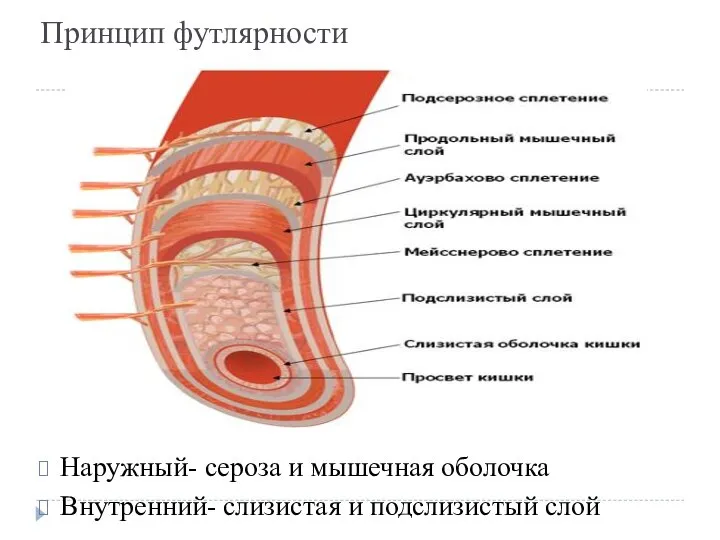 Принцип футлярности Наружный- сероза и мышечная оболочка Внутренний- слизистая и подслизистый слой