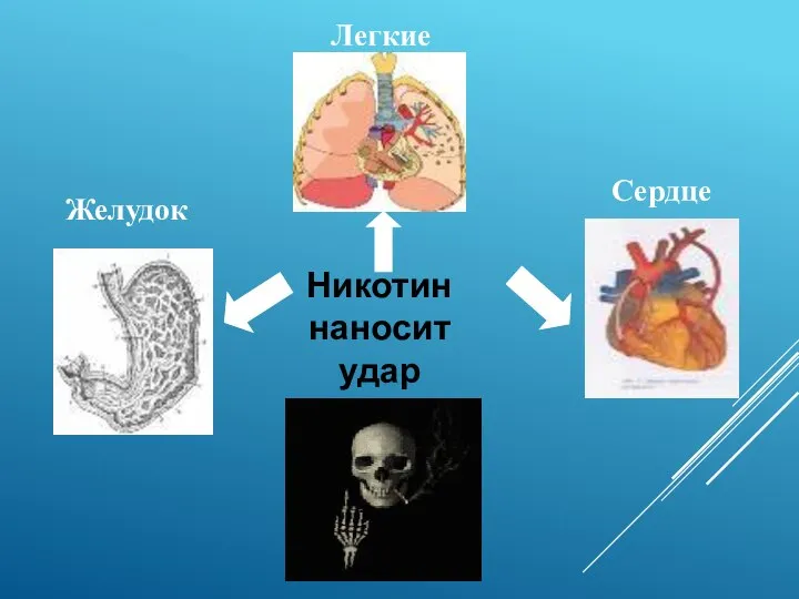 Никотин наносит удар Легкие Желудок Сердце