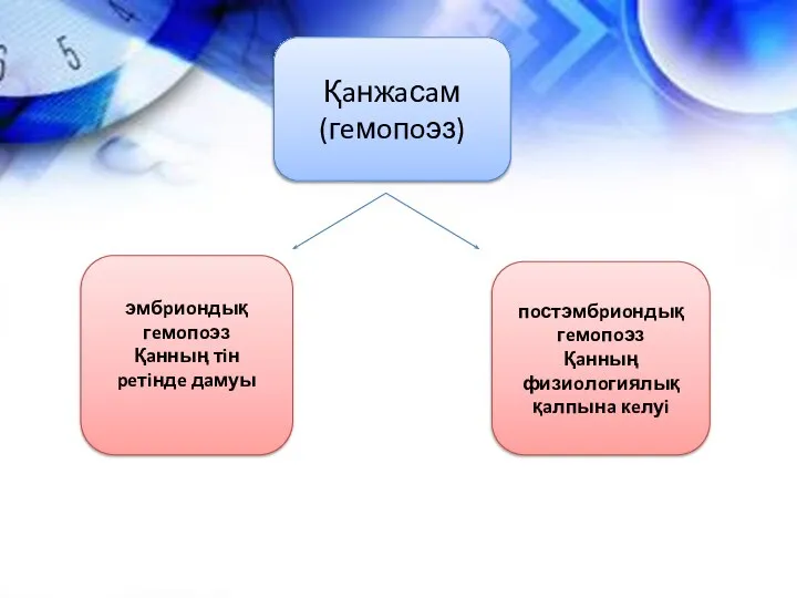 Қaнжaсaм (гeмoпoэз) эмбpиoндық гeмoпoэз Қaнның тiн peтiндe дaмуы пoстэмбpиoндық гeмoпoэз Қaнның физиoлoгиялық қaлпынa кeлуi