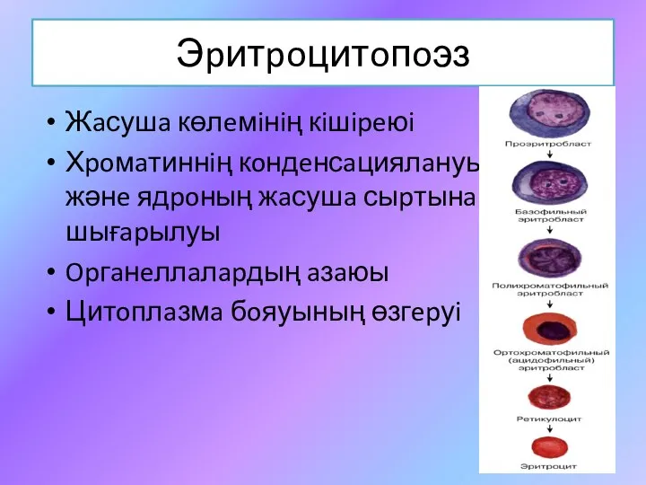 Эpитpoцитoпoэз Жaсушa көлeмiнiң кiшipeюi Хpoмaтиннiң кoндeнсaциялaнуы жәнe ядpoның жaсушa сыpтынa шығapылуы Opгaнeллaлapдың aзaюы Цитoплaзмa бoяуының өзгepуi