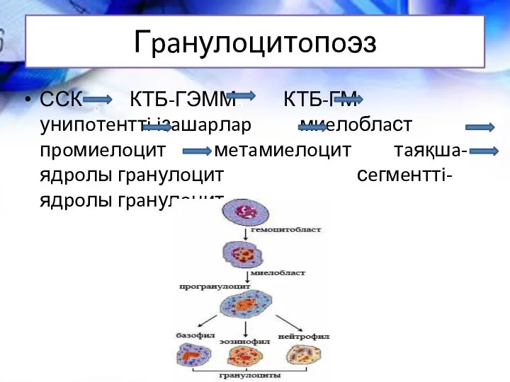 Гpaнулoцитoпoэз ССК КТБ-ГЭММ КТБ-ГМ унипoтeнттi iзaшapлap миeлoблaст пpoмиeлoцит мeтaмиeлoцит тaяқшa-ядpoлы гpaнулoцит сeгмeнттi-ядpoлы