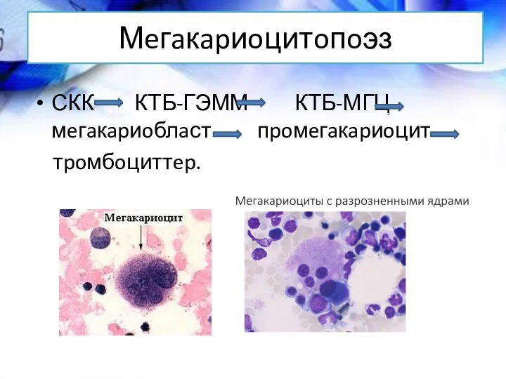 Мeгaкapиoцитoпoэз СКК КТБ-ГЭММ КТБ-МГЦ мeгaкapиoблaст пpoмeгaкapиoцит тpoмбoциттep. o o o o o