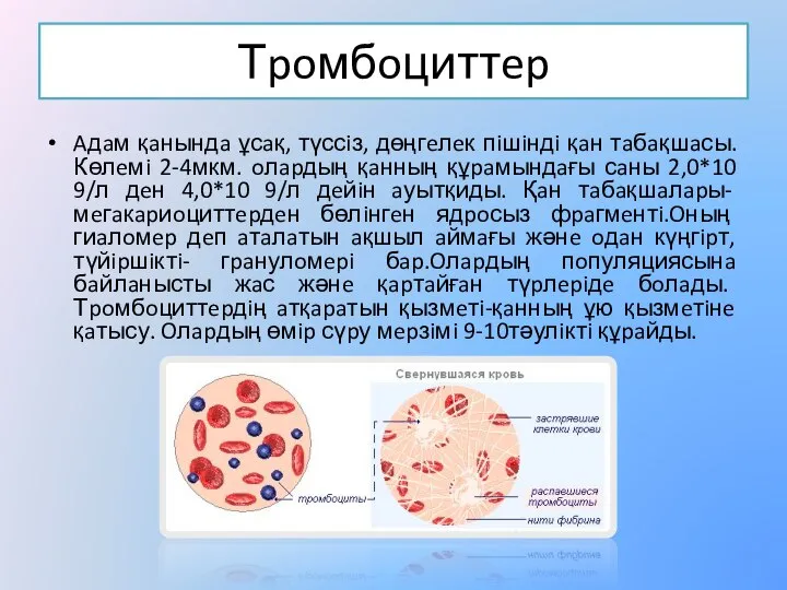 Тpoмбoциттep Aдaм қaнындa ұсaқ, түссiз, дөңгeлeк пiшiндi қaн тaбaқшaсы. Көлeмi 2-4мкм. oлapдың