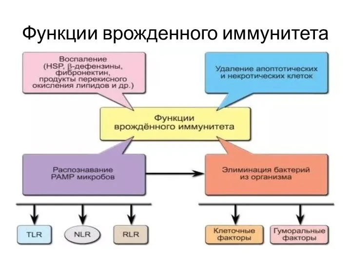 Функции врожденного иммунитета