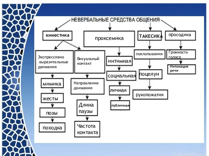 кинестика ТАКЕСИКА просодика проксемика Экспрессивно выразительные движения Визуальный контакт мимика жесты позы