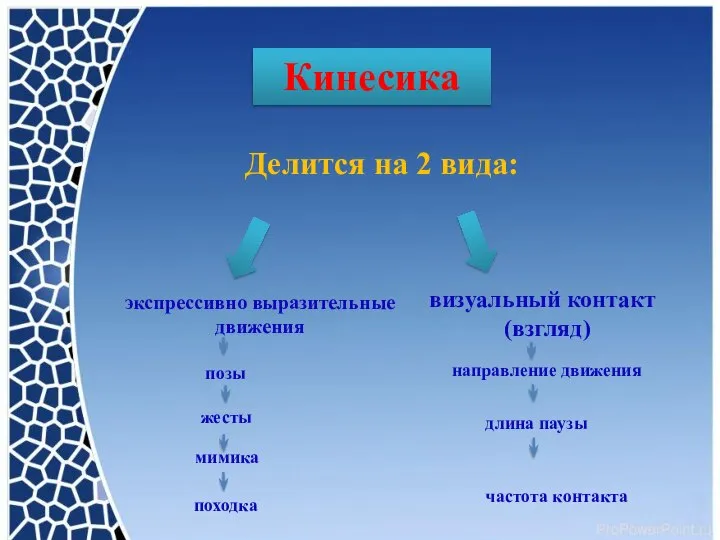 Кинесика Делится на 2 вида: экспрессивно выразительные движения визуальный контакт (взгляд) направление