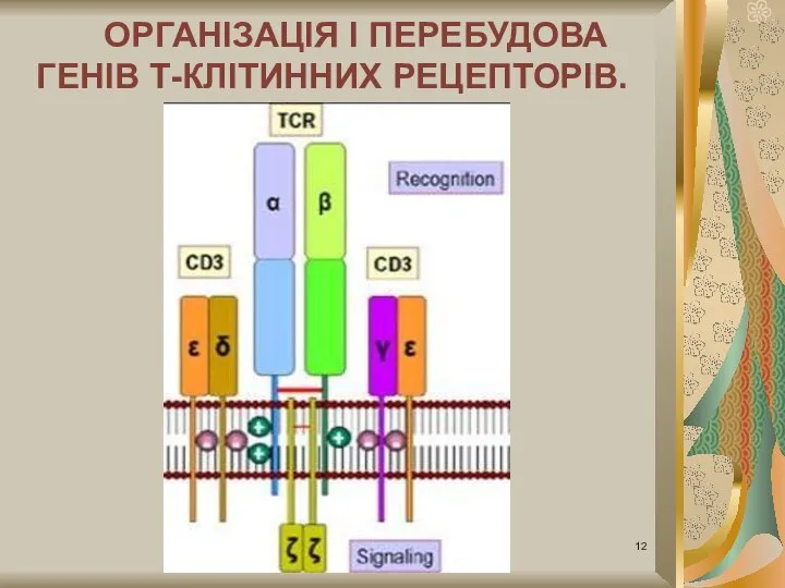 ОРГАНІЗАЦІЯ I ПЕРЕБУДОВА ГЕНІВ Т-КЛІТИННИХ РЕЦЕПТОРІВ.