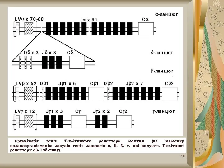 Організація генів Т-клітинного рецептора людини (на малюнку поданоорганізмацію локусів генів ланцюгів α,