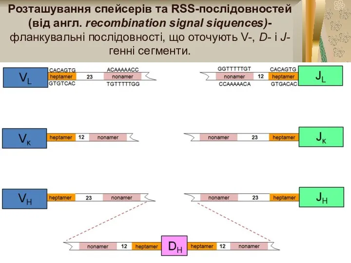 Розташування спейсерів та RSS-послідовностей (від англ. rесотbіnаtion signal siquences)- фланкувальні послідовності, що