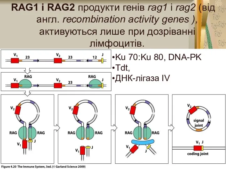 RAG1 і RAG2 продукти генів rag1 і rag2 (від англ. rесотbіnаtіоn activity