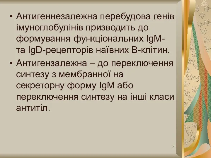 Антигеннезалежна перебудова генів імуноглобулінів призводить до формування функціональних ІgМ- та ІgD-рецепторів наївних