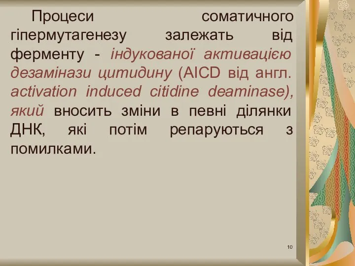 Процеси соматичного гіпермутагенезу залежать від ферменту - індукованої активацією дезамінази цитидину (AICD